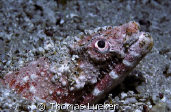 found in Komodo, F100 by Thomas Lueken 